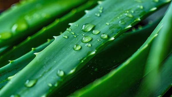 Natur, Aloe, Pflanze, Saftig, Grün