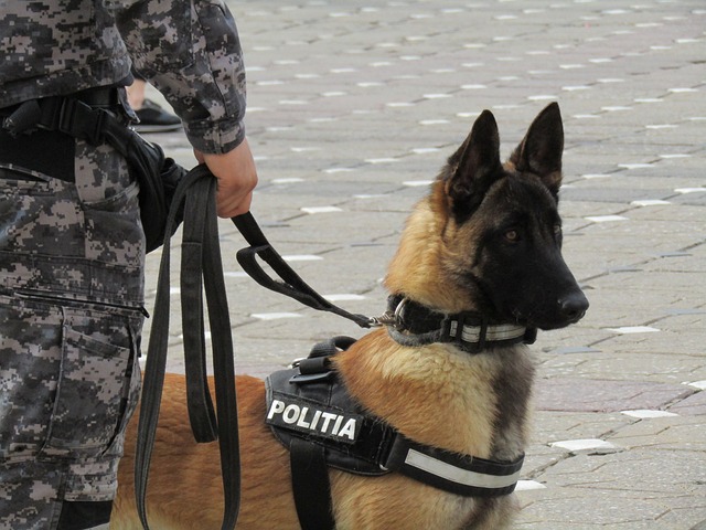 Politie, Politieagenten, Roemenië