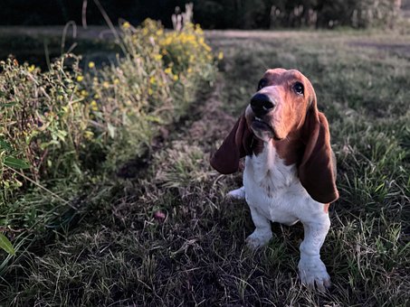 Free Dog Animal photo and picture