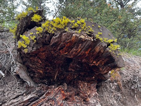 Free Yellowstone Wyoming photo and picture