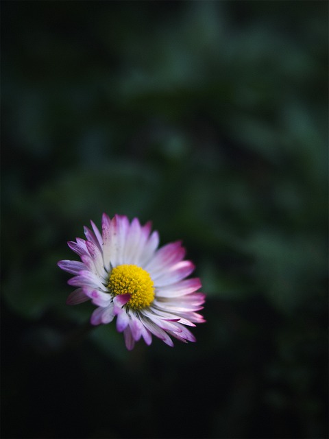Free Flower Nature photo and picture