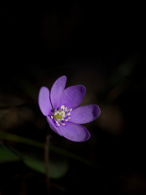 Free Flower Nature photo and picture