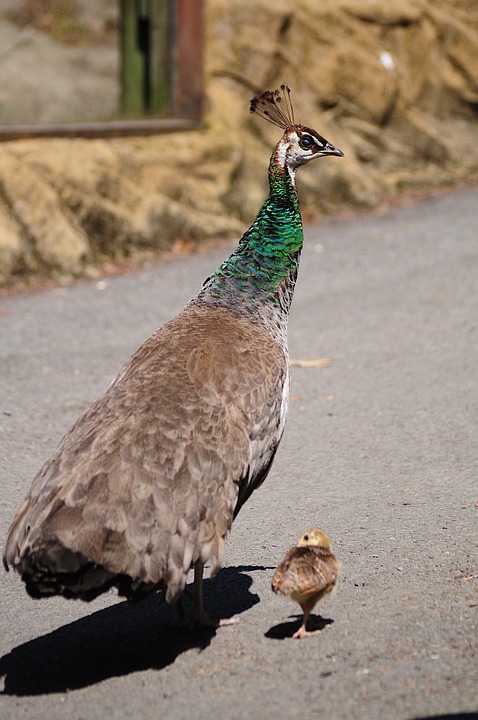 peacock-9511148_960_720.jpg