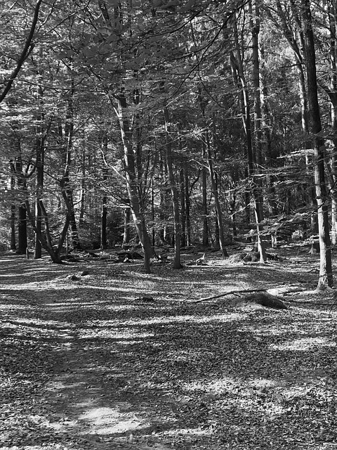 Free Nature Forest photo and picture