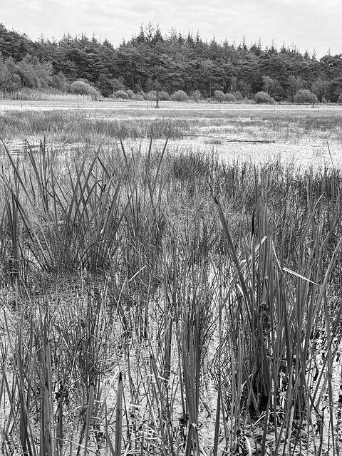 Free Nature Forest photo and picture