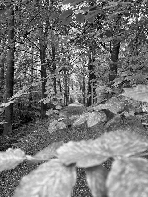 Free Nature Forest photo and picture