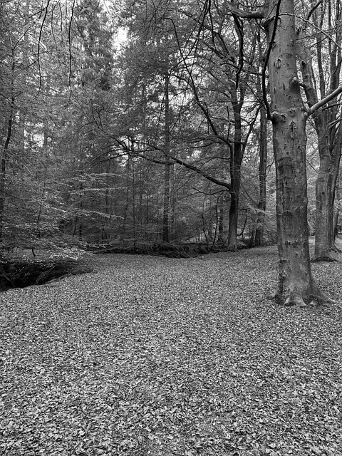 Free Nature Forest photo and picture