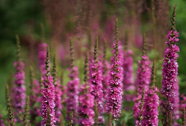 flower, cool backgrounds, beautiful wallpaper, nature background, full hd wallpaper, hd wallpaper, loosestrife, pink, spring, free background, laptop wallpaper, windows wallpaper, to bloom, flora, nature wallpaper, floral, petals, wallpaper hd, nature, plant, bloom, 4k wallpaper, flower background, flower wallpaper, wallpaper, desktop backgrounds, free wallpaper, beautiful nature, floral background, wallpaper 4k, beautiful flowers, desktop picture, mac wallpaper, hintergrundsbild, 4k wallpaper 1920x1080, yk