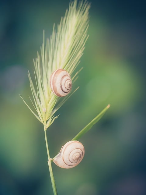 Snegle, Plante, Græs, To