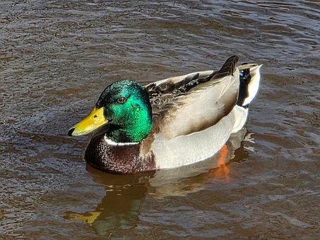 Ente, Tierwelt, Vogel, See, Tier