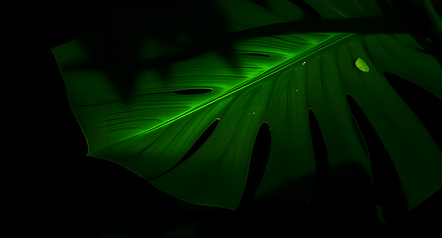 Free Monstera Leaves Tropical Plant illustration and picture