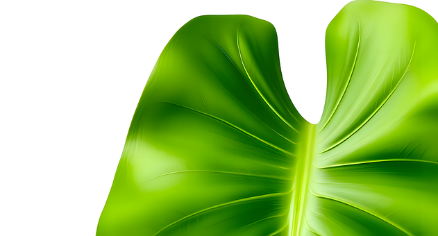Free Monstera Leaves Tropical Plant illustration and picture