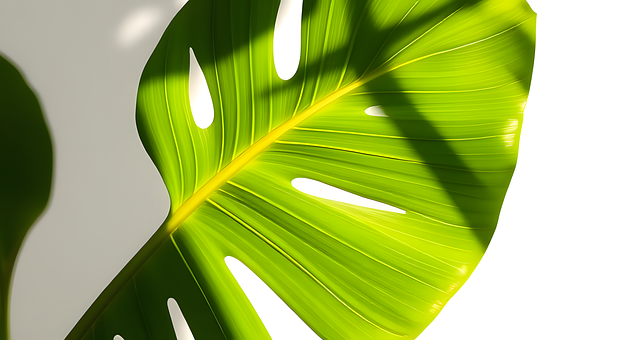Free Monstera Leaves Tropical Plant illustration and picture