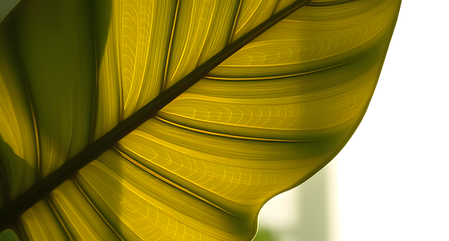 Free Monstera Leaves Tropical Plant illustration and picture