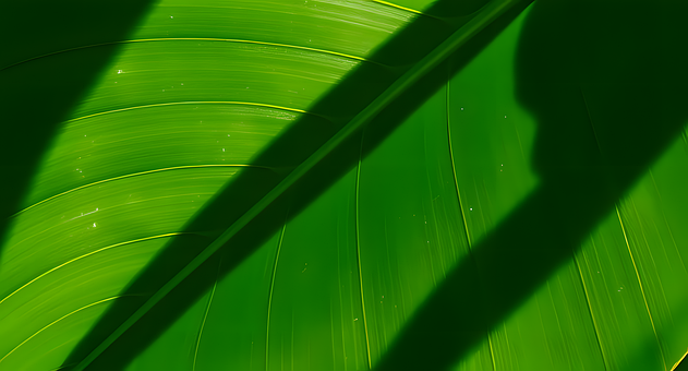 Free Monstera Leaves Tropical Plant illustration and picture