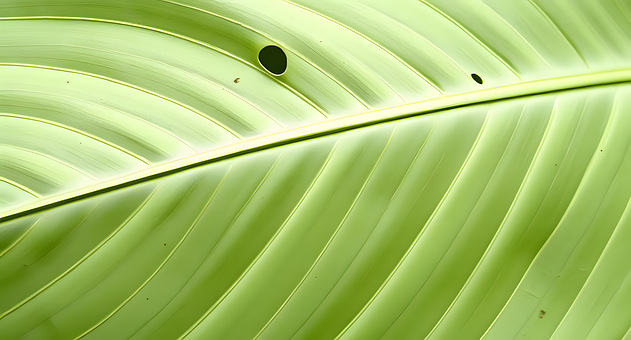 Free Monstera Leaves Tropical Plant illustration and picture