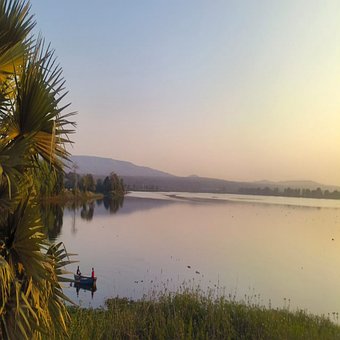 Free Treeview Hierarchy photo and picture