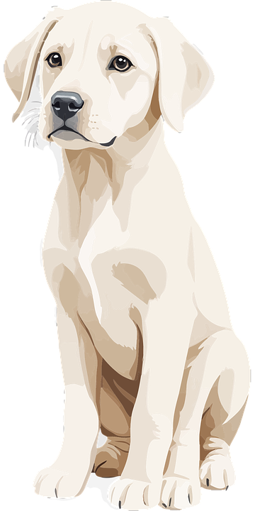 Pit Lab Dogs Vector Download Labrador Retriever, Puppy, Dog. Royalty-Free Vector Graphic ...