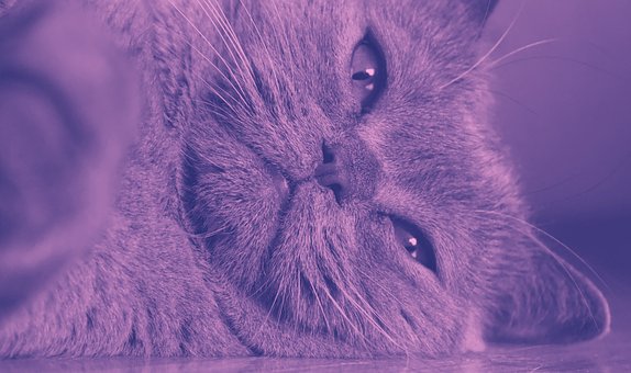 Free Animals Milka photo and picture