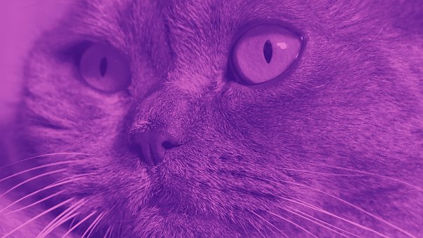 Free British Cat Milka photo and picture