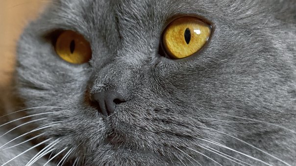 Free British Cat Cute Cat photo and picture