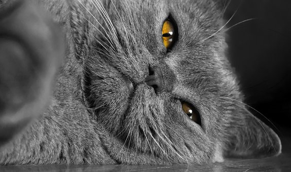 Free British Cat Cute Cat photo and picture