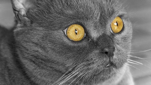 Free British Cat Milka photo and picture