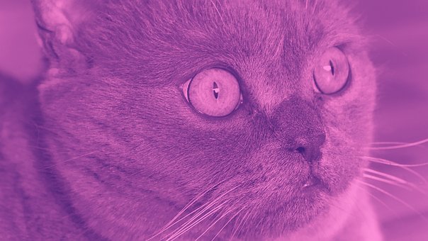 Free British Cat Milka photo and picture