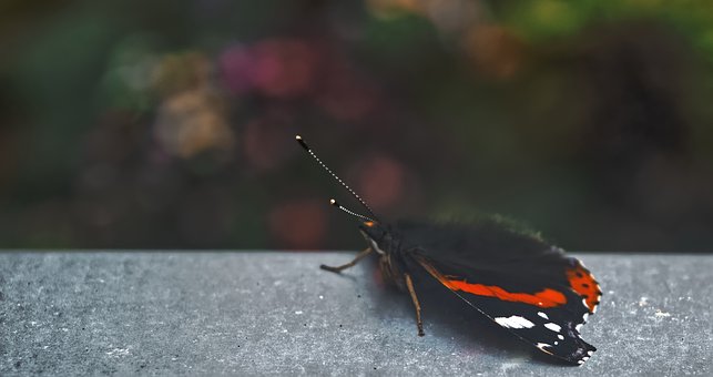Free New Buterfly photo and picture