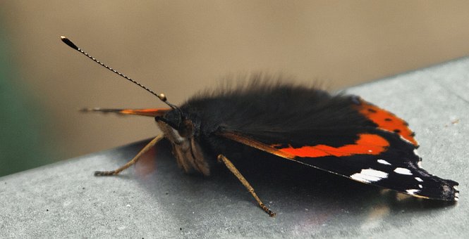 Free Buterfly Butterfly photo and picture