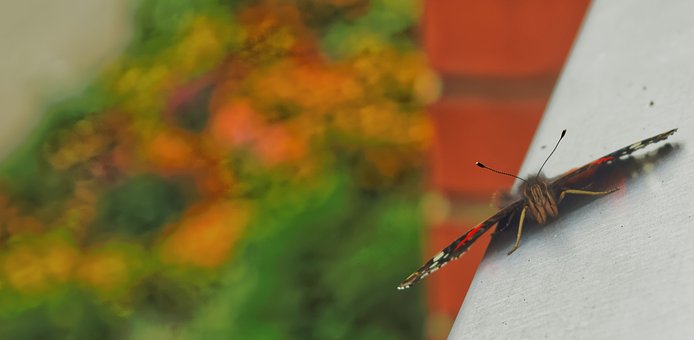 Free New Buterfly photo and picture