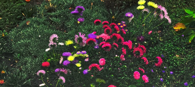 Free Garden Flowers photo and picture