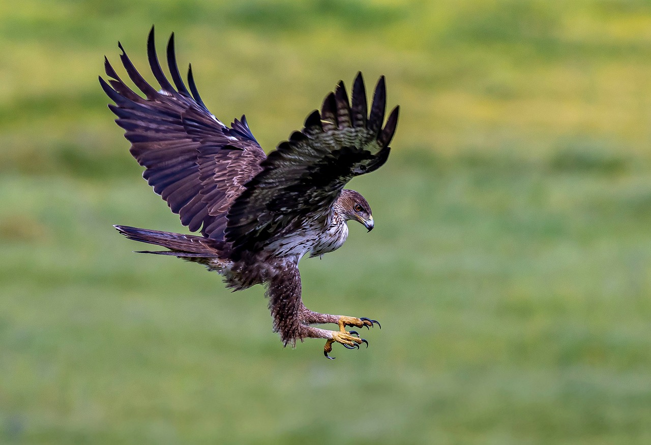 Eagle Sample Eagle Bird Nature - Free photo on Pixabay