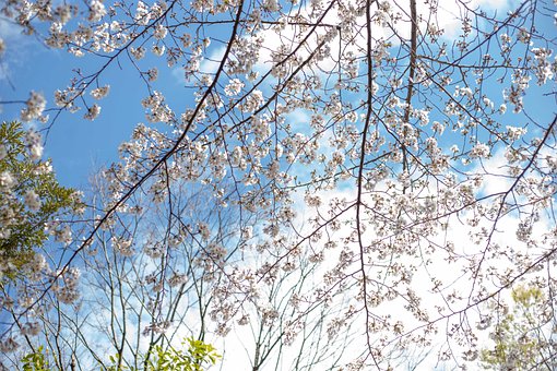 Free Sakura Blossom photo and picture