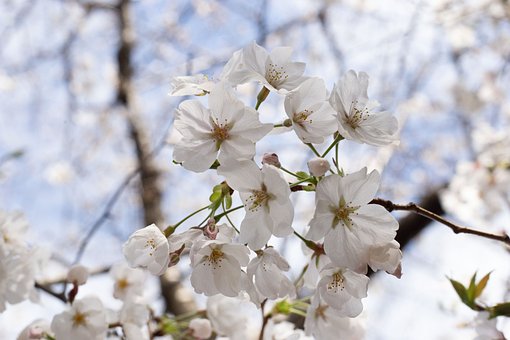 Free Sakura Blossom photo and picture