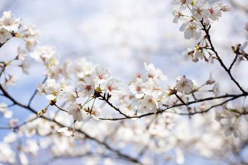 Free Sakura Blossom photo and picture