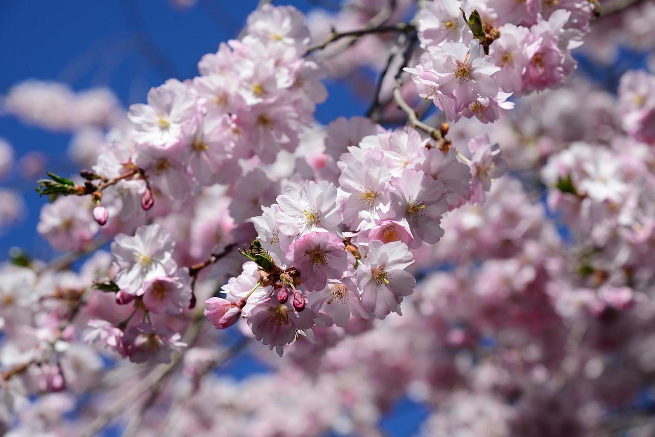Fleur De Cerisier Du Japon - Photo gratuite sur Pixabay
