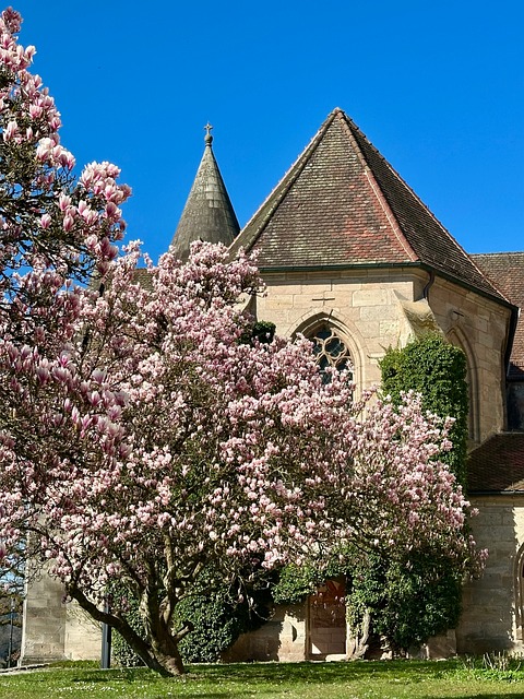 Free Monastery Garden Magnolia Tree photo and picture