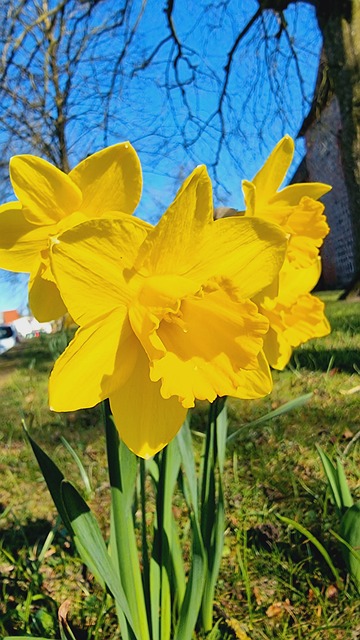 Narzisse, Blume, Blüte, Frühling, Gelb