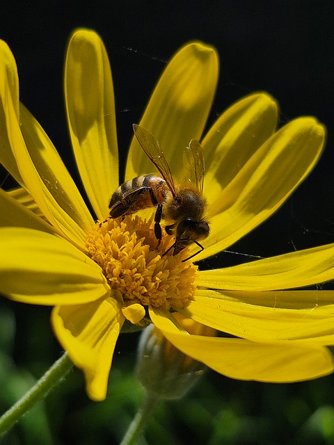 Free Bee Insect photo and picture