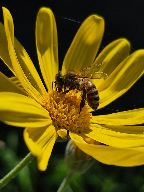 Free Insect Bee photo and picture