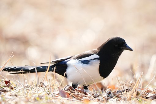 Novo, Pega, Animal, Natureza, Paisagem