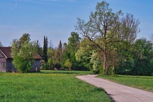 Весна, Природа, Дорожка, Деревья, Цвести