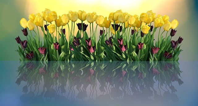 Free tulips flower spring illustration