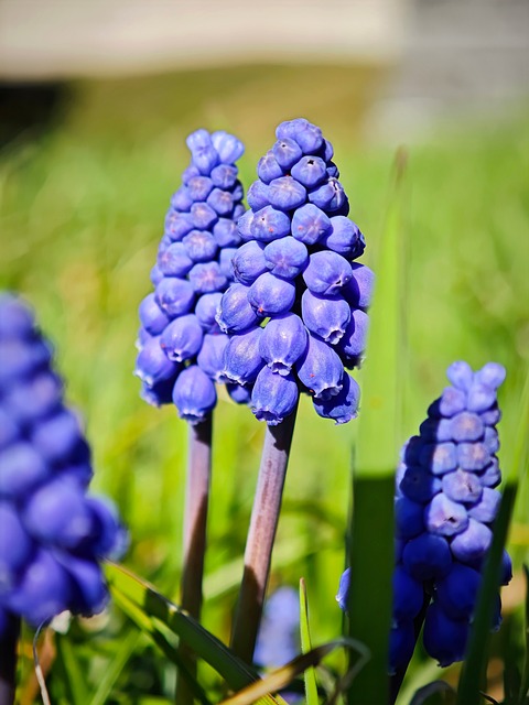 Jacintos De Uva, Primavera