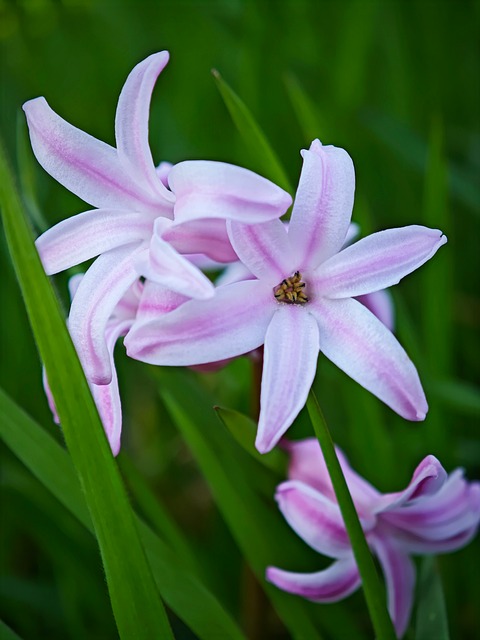 Jacintos, Jacinto Orientalis, Naturaleza