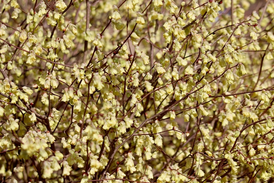 Hazel Bud Blossom Spring - Free photo on Pixabay