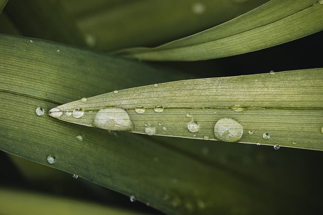water drops, windows wallpaper, hd wallpaper, desktop backgrounds, drop, nature, mac wallpaper, liquid, rain, free background, wallpaper hd, nature wallpaper, surface, beautiful wallpaper, wet, green nature, green, grass, laptop wallpaper, free wallpaper, nature background, wallpaper 4k, pattern, garden, outdoor, 4k wallpaper, botany, full hd wallpaper, cool backgrounds, biology, texture, wallpaper, 4k wallpaper 1920x1080, beautiful nature, background