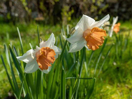Narzissen, Osterglocken, Frühling