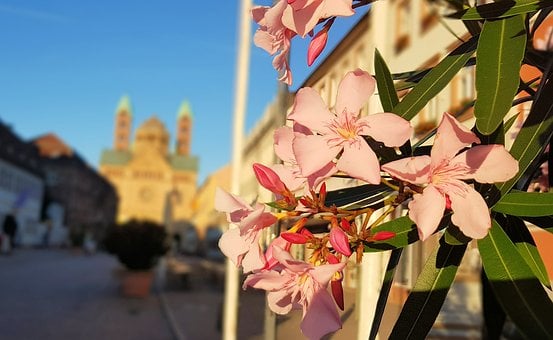 Speyer, Flor, Naturaleza, Flora, Planta